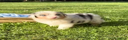 Australian Shepherd cani in vendita: Cuccioli Australian Shepherd / Pastore Australiano - Annuncio 10