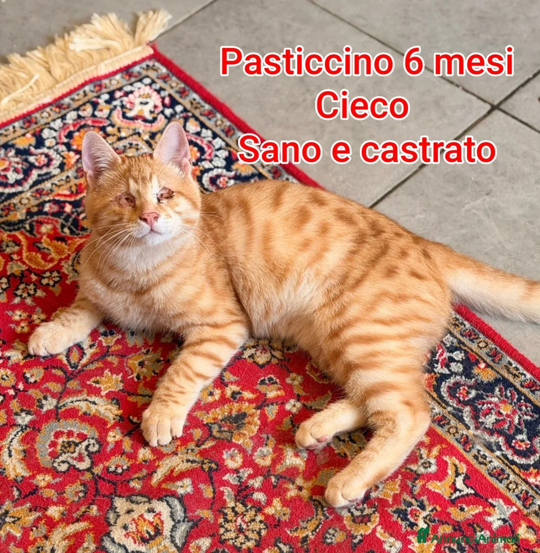 Altre razze gatti in regalo: GATTINI IN CERCA D'AMORE  a Città Metropolitana di Bologna - Annuncio 9