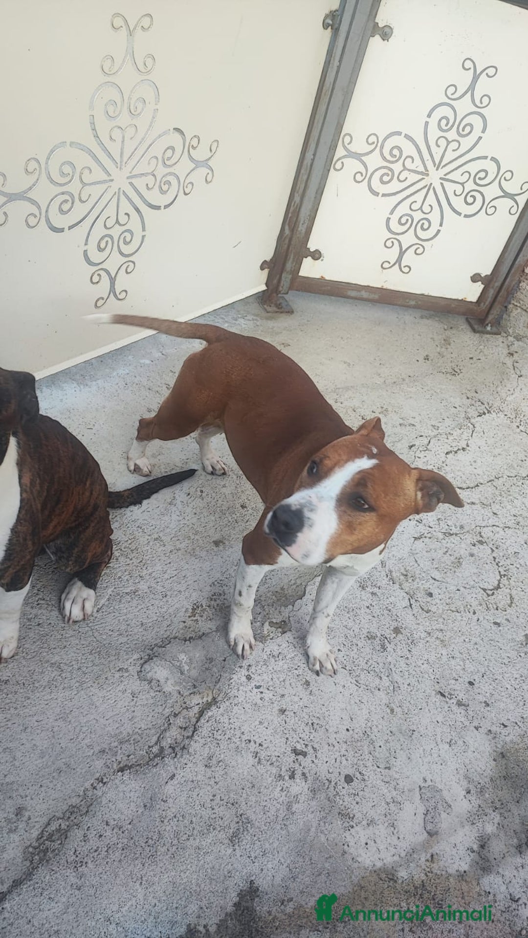 American Staffordshire cani in vendita: America Staffordshire terrier - Annuncio 5