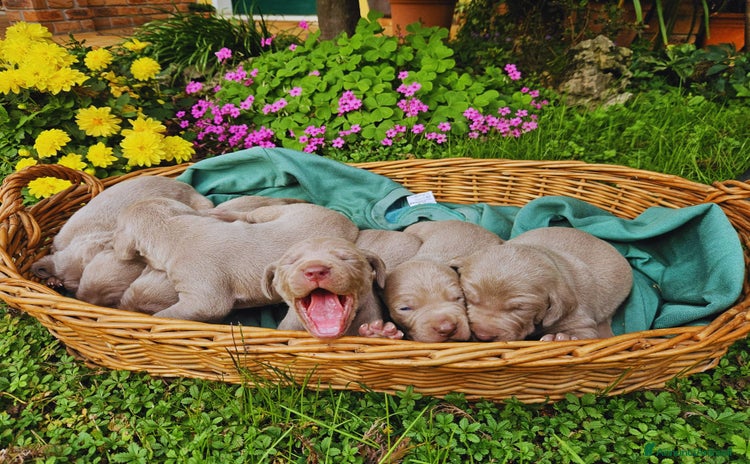 Weimaraner cani - Annuncio 1