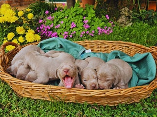 Weimaraner cani Cuccioli di Weimaraner - Annuncio 5
