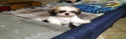Shih Tzu cani in vendita: Cucciolo di shitzu  - Annuncio 1