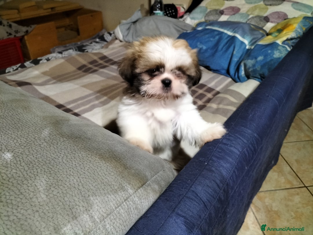 Shih Tzu cani in vendita: Cucciolo di shitzu  - Annuncio 1