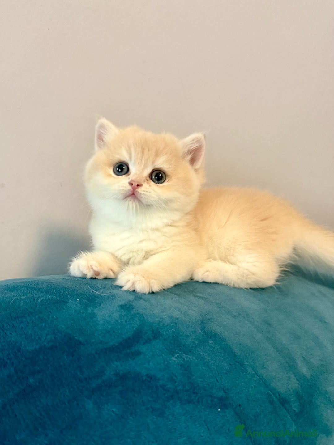 Immagine della galleria {{count}}