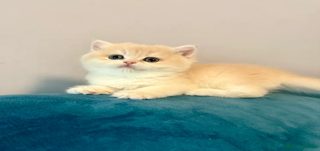 Immagine della galleria {{count}}