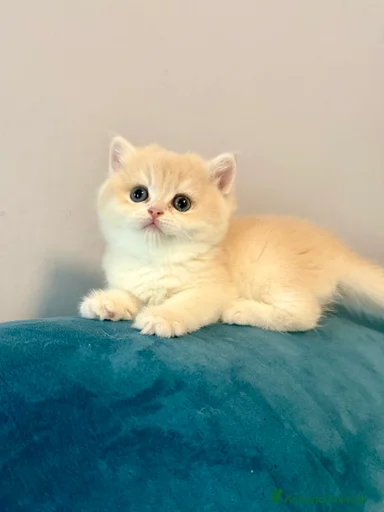 Immagine della galleria {{count}}