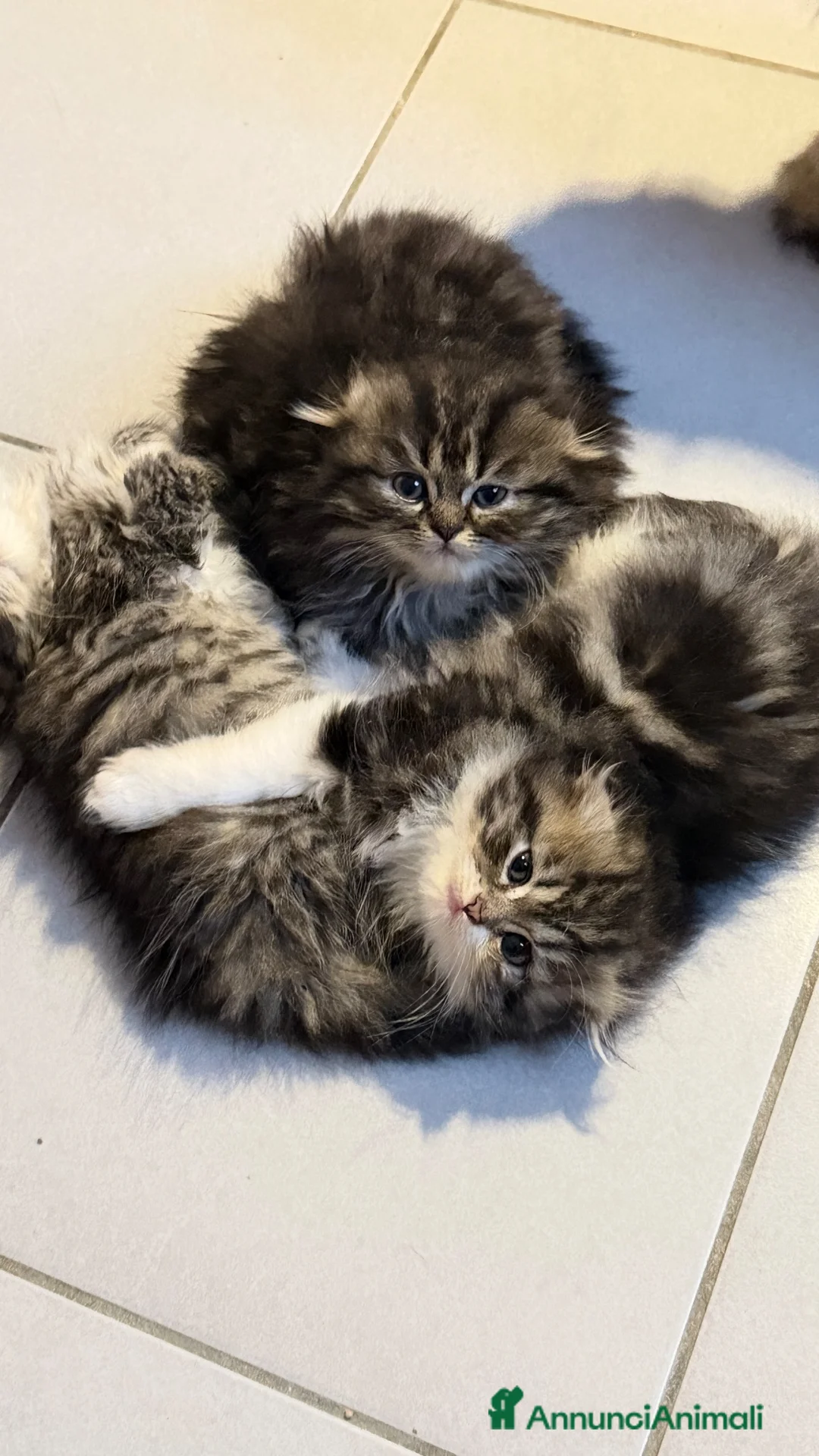 Scottish gatti in vendita: Cuccioli simil scottish highland - Annuncio 2