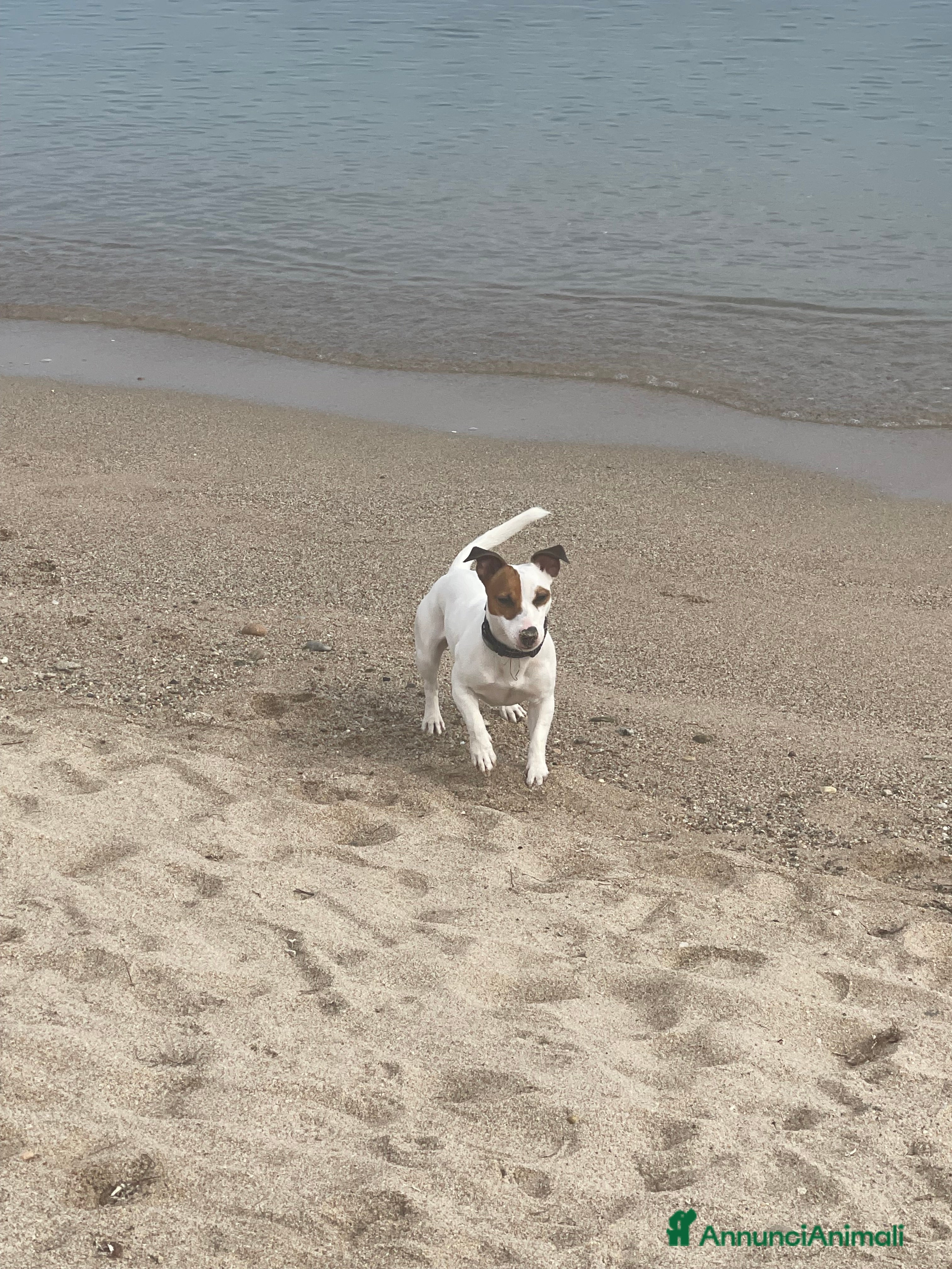 Jack Russell cani Monta - Annuncio 2
