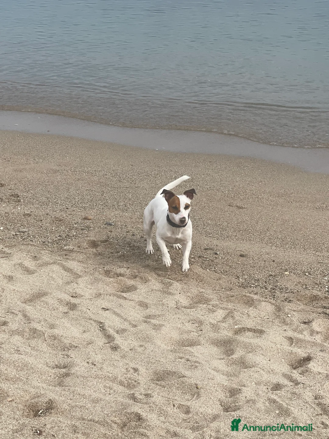 Jack Russell cani per accoppiamento: Monta a Città metropolitana di Sassari - Annuncio 1