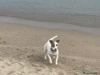 Jack Russell cani Monta - Annuncio 2
