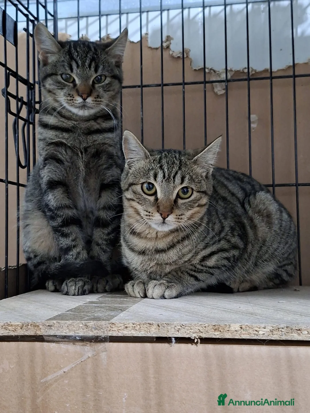 Altre razze gatti in regalo: SANDRA E RAIMONDO 🏡 a Provincia di Ancona - Annuncio 2