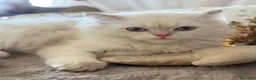 British gatti in vendita: Cuccioli di British TOP con pedigree  - Annuncio 2