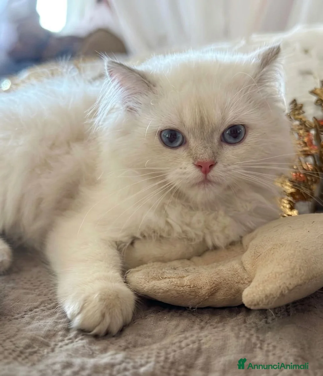 British gatti in vendita: Cuccioli di British TOP con pedigree  - Annuncio 2