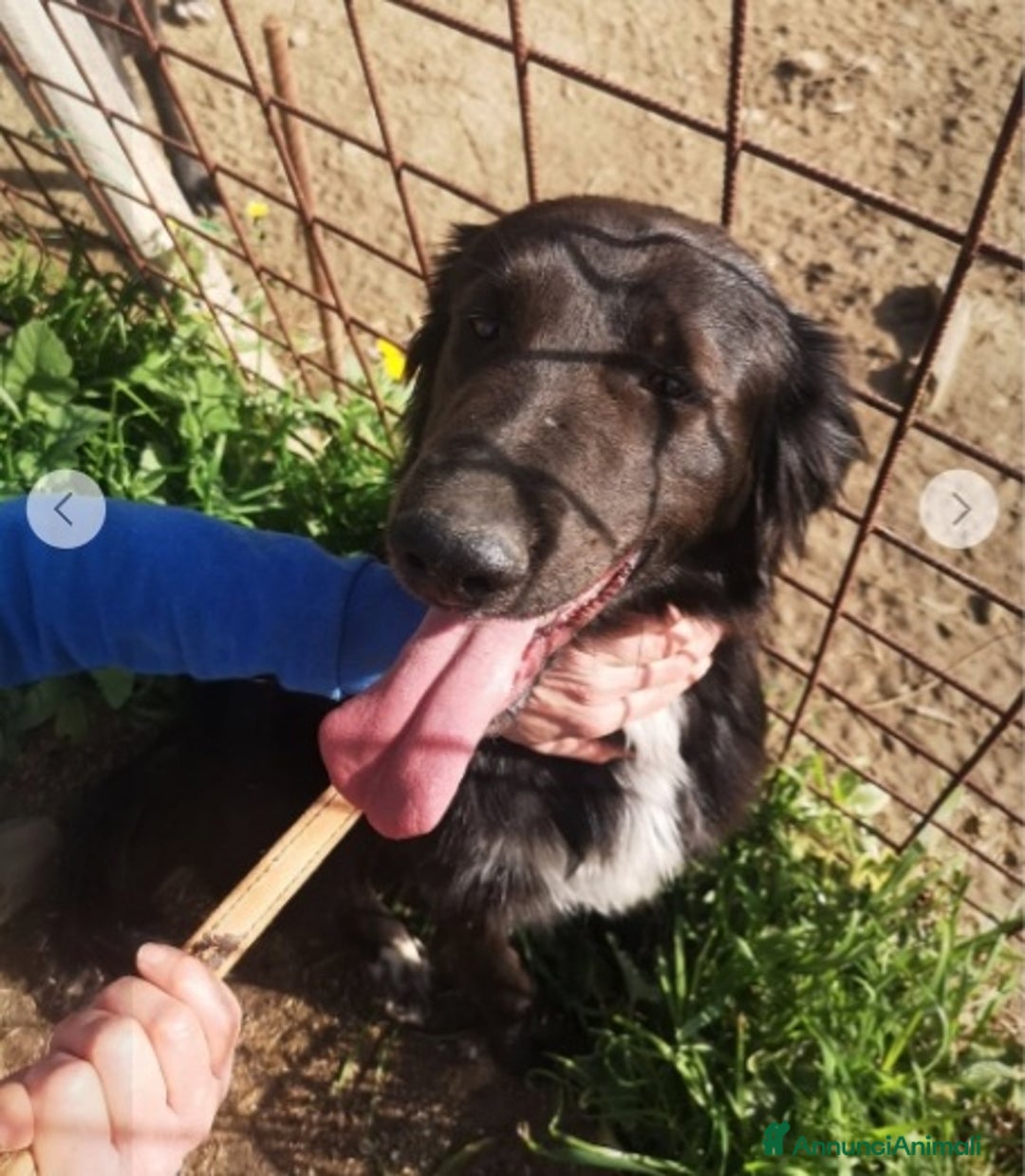 Meticcio cani in regalo: Pegaso mix Setter rimasto solo in box.COSENZA - Annuncio 3