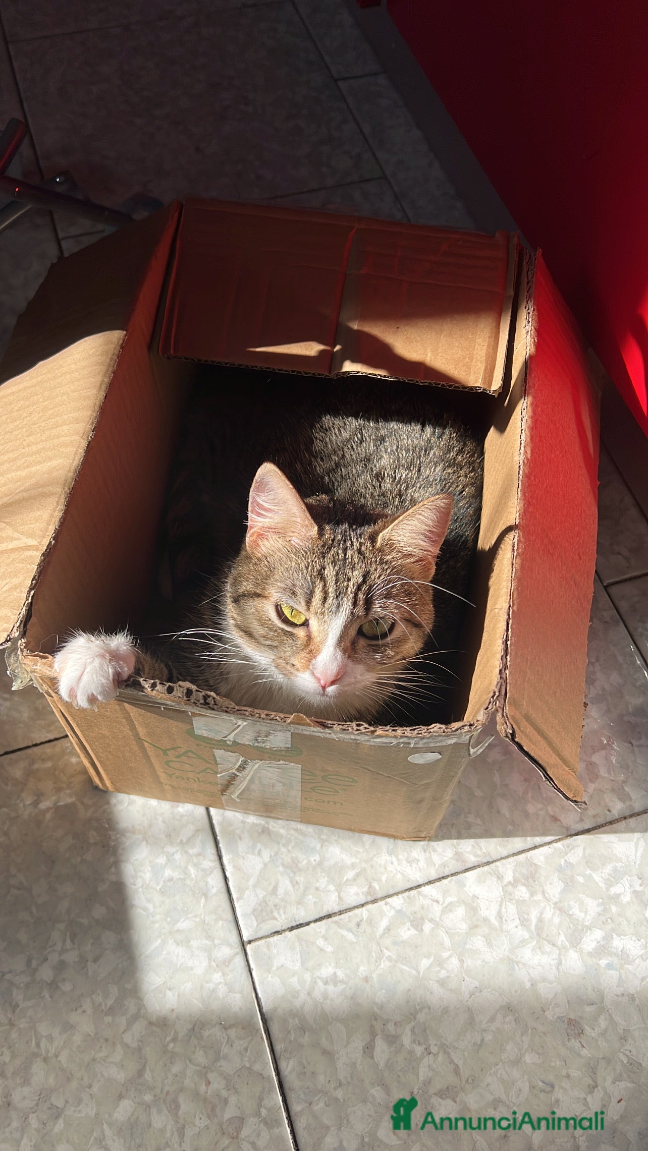 Meticcio gatti Gatta  - Annuncio 1