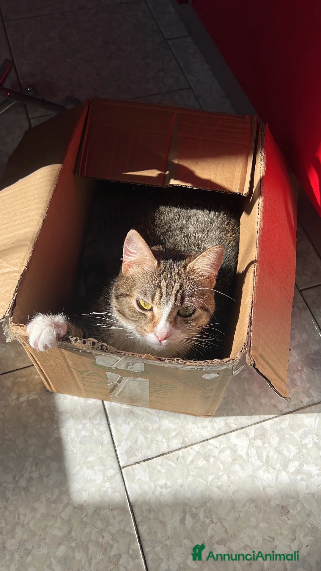 Meticcio gatti in regalo: Gatta  - Annuncio 1