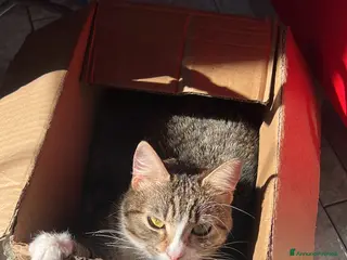 Meticcio gatti Gatta - Annuncio 1