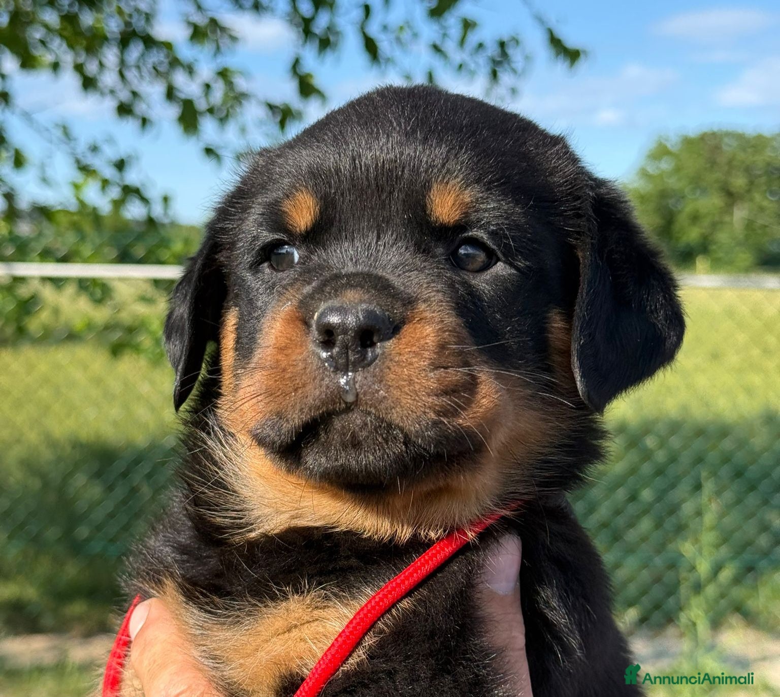 Rottweiler cani in vendita: Cucciolo rottweiler con pedigree  - Annuncio 5