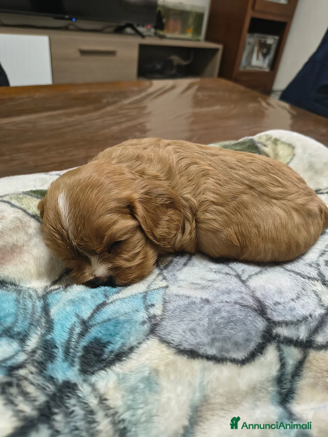 Cavalier King cani in vendita: Cuccioli di cavalier king Charles spaniel  a Provincia di Modena - Annuncio 5