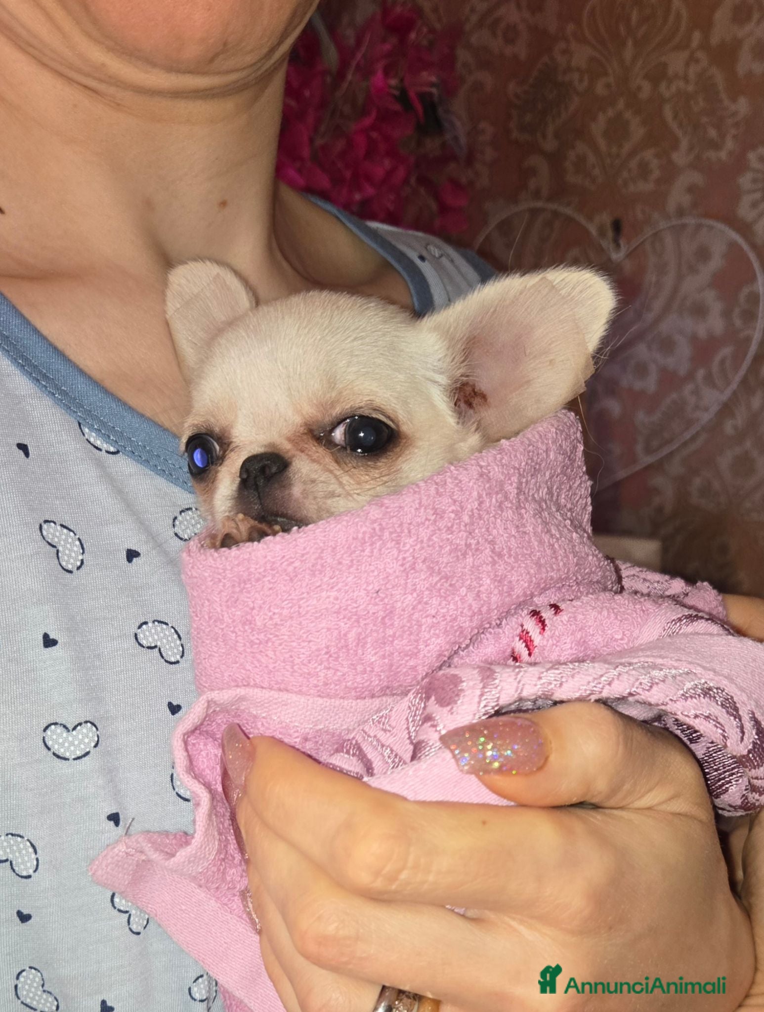 Chihuahua cani Chihuahua  - Annuncio 36