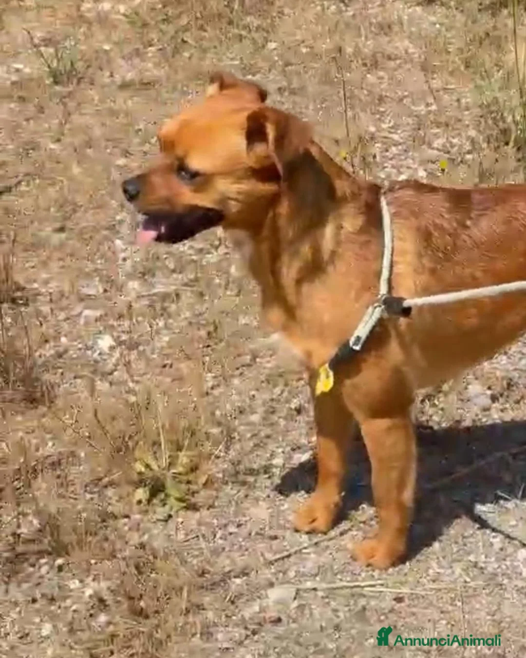 Meticcio cani in regalo: Kira 2anni kg12 salita in stallo a SAVONA010 - Annuncio 2