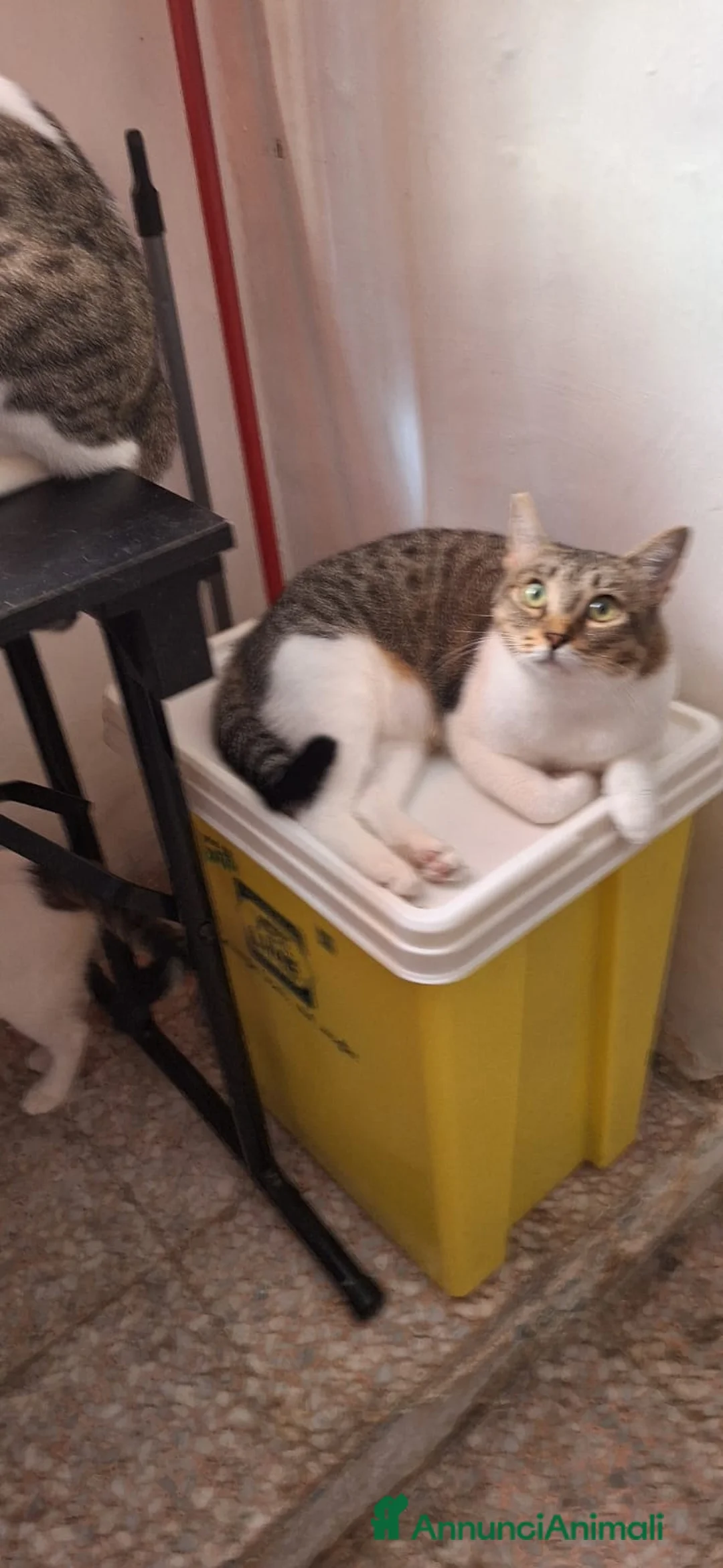 Europeo gatti in regalo: Adotta Luz, dona coccole a profusione - Annuncio 10