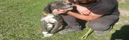 Meticcio cani in regalo: SASHA ENNESIMA RINUNCIA DI PROPRIETA', IN ADOZIONE - Annuncio 2