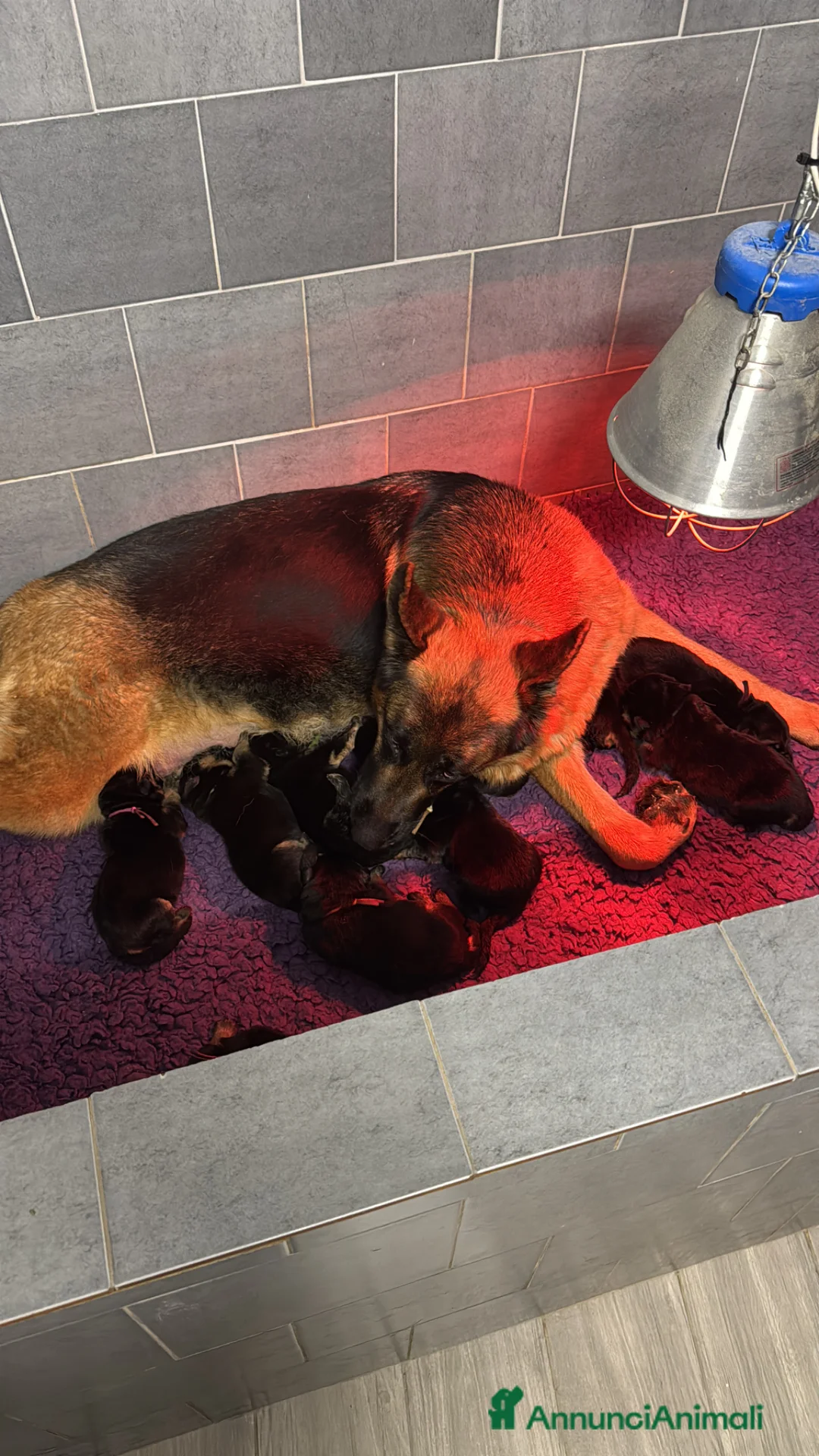 Pastore Tedesco cani in vendita: ⭐️CUCCIOLI A 5 STELLE ⭐️ - Annuncio 2