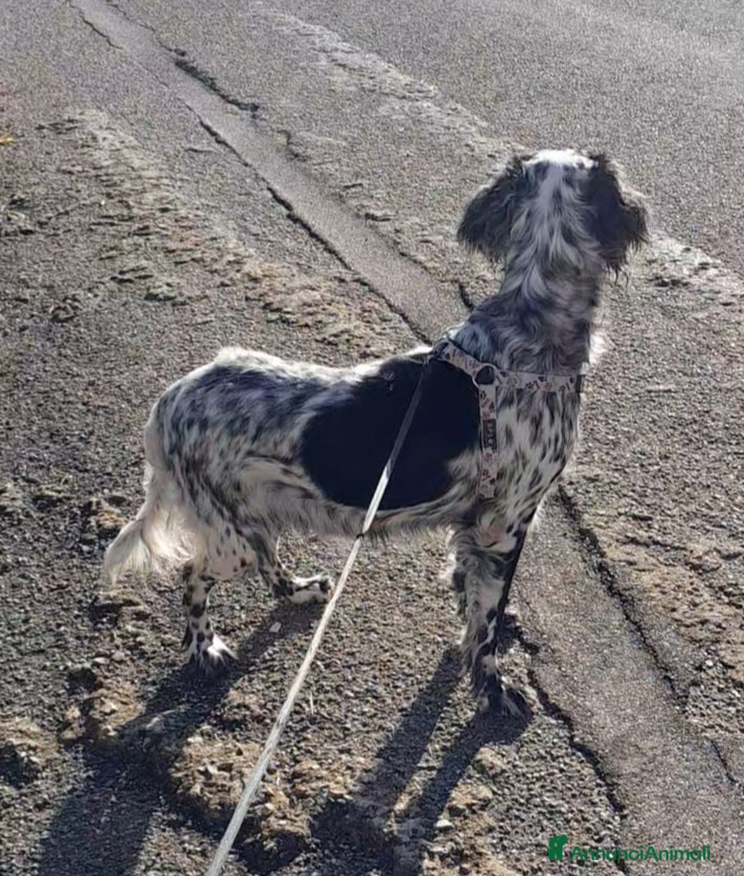 Setter Inglese cani in regalo: UNA FAMIGLIA PER PERLA - Immagine 4