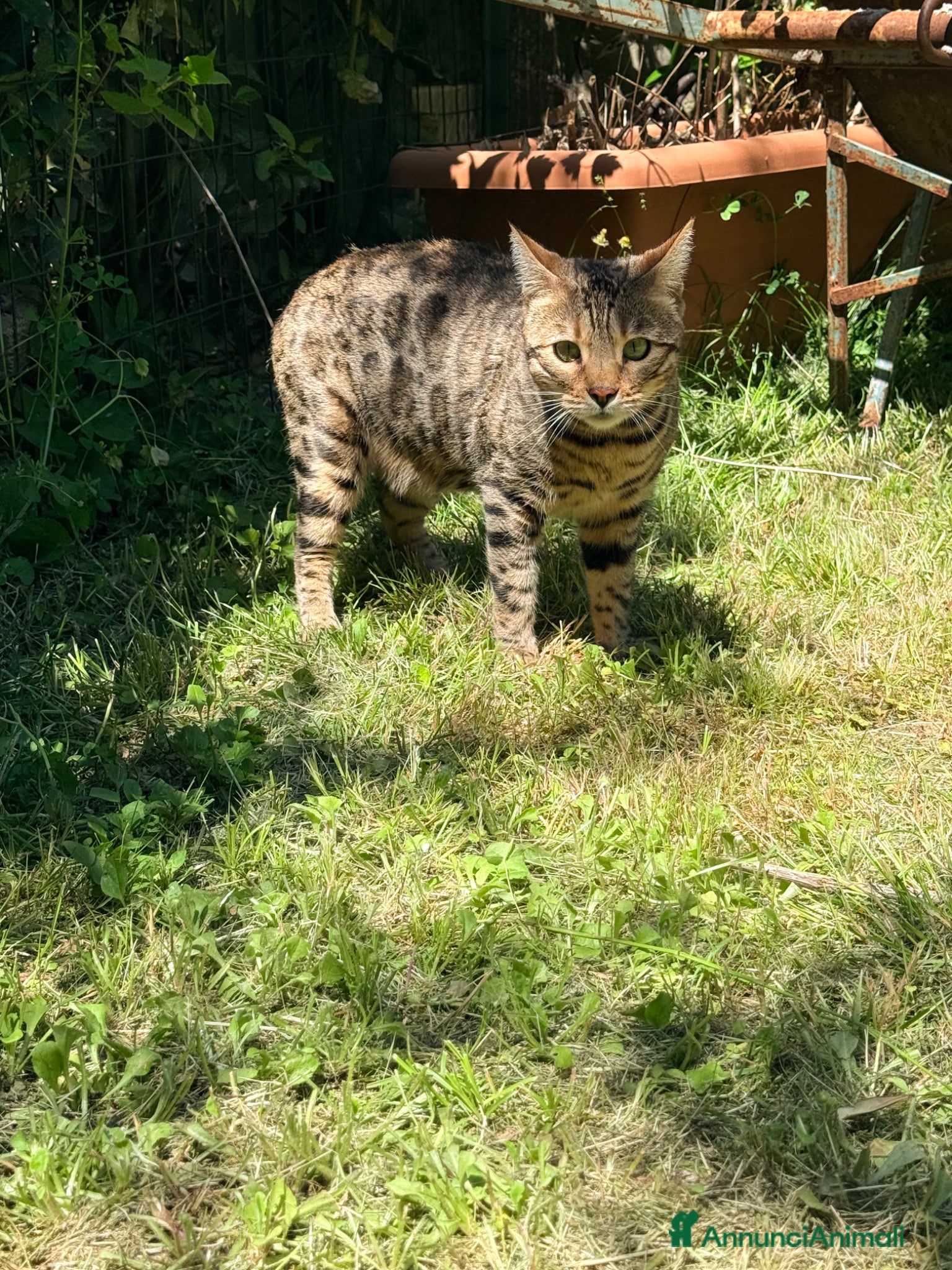 Bengala gatti in vendita: Gatto bengala a Provincia di Pistoia - Annuncio 9