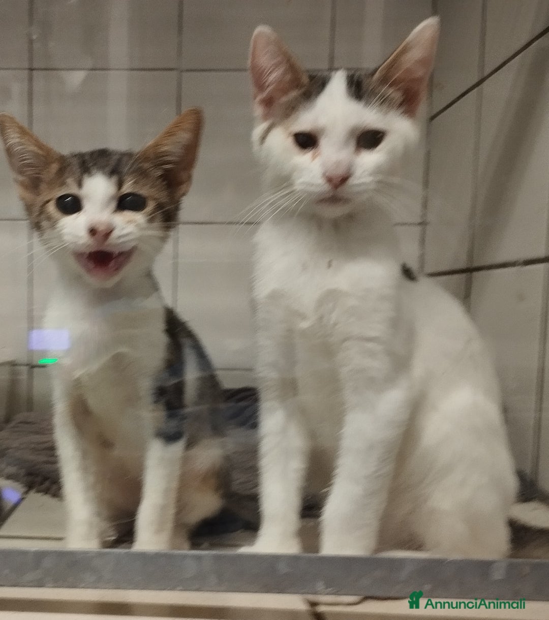 Europeo gatti in regalo: Picchio e poldino cercano casa - Annuncio 6