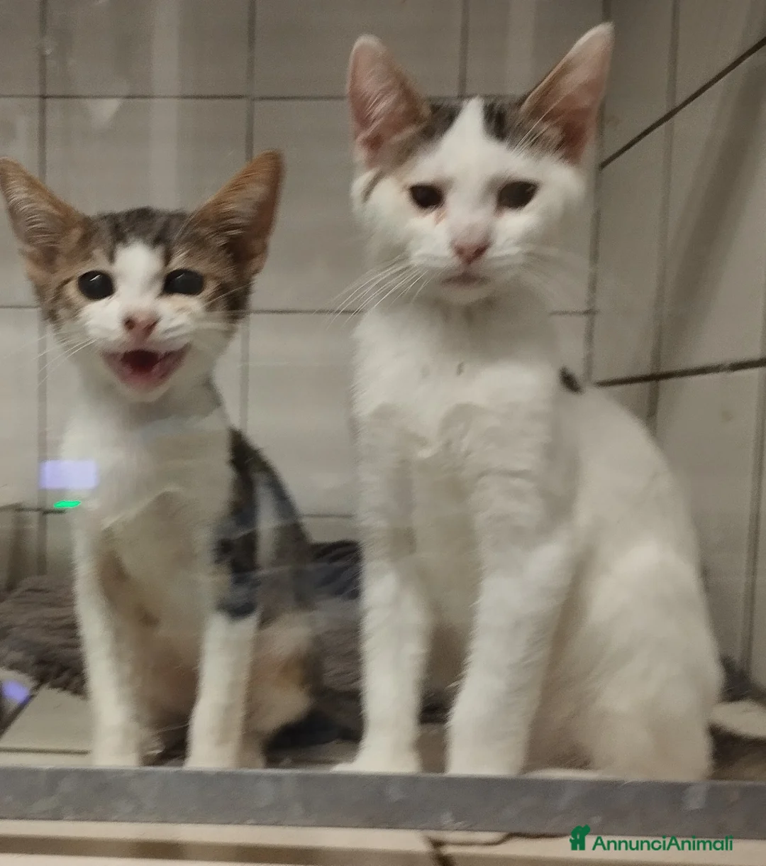 Europeo gatti in regalo: Picchio e poldino cercano casa - Annuncio 6