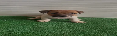 Ulka Jack Russell 