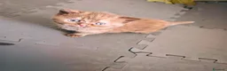 British gatti in vendita: Cuccioli da genitori British short hair  a Provincia di Varese - Annuncio 3