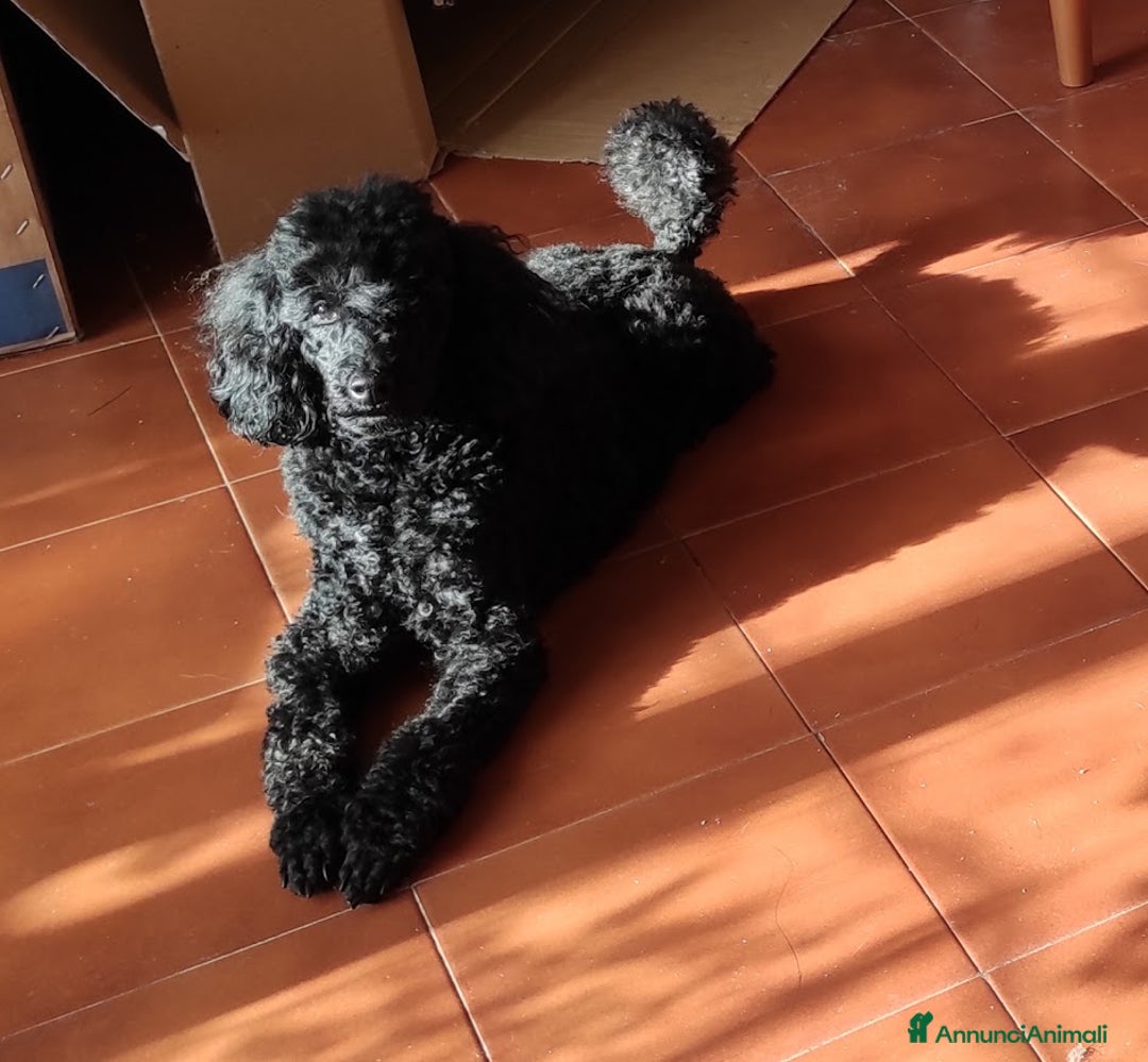 Immagine della galleria {{count}}