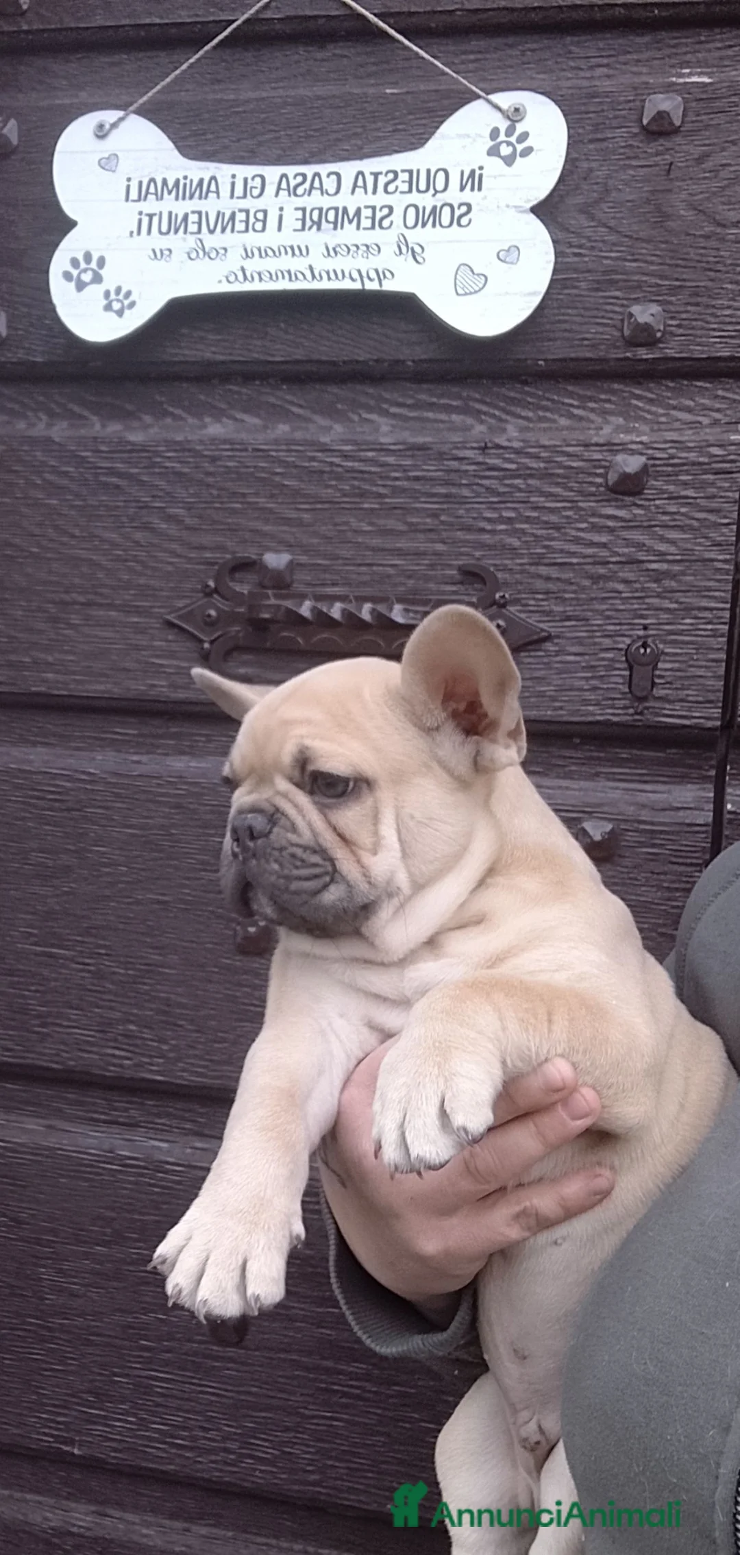 Bulldog Francese cani in vendita: Bulldog francese  - Annuncio 5