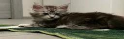 Maine Coon gatti in vendita: Maine coon con pedigree  - Annuncio 17
