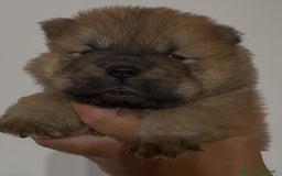 Chow Chow cani in vendita: Chow chow  a Città metropolitana di Catania - Immagine 2