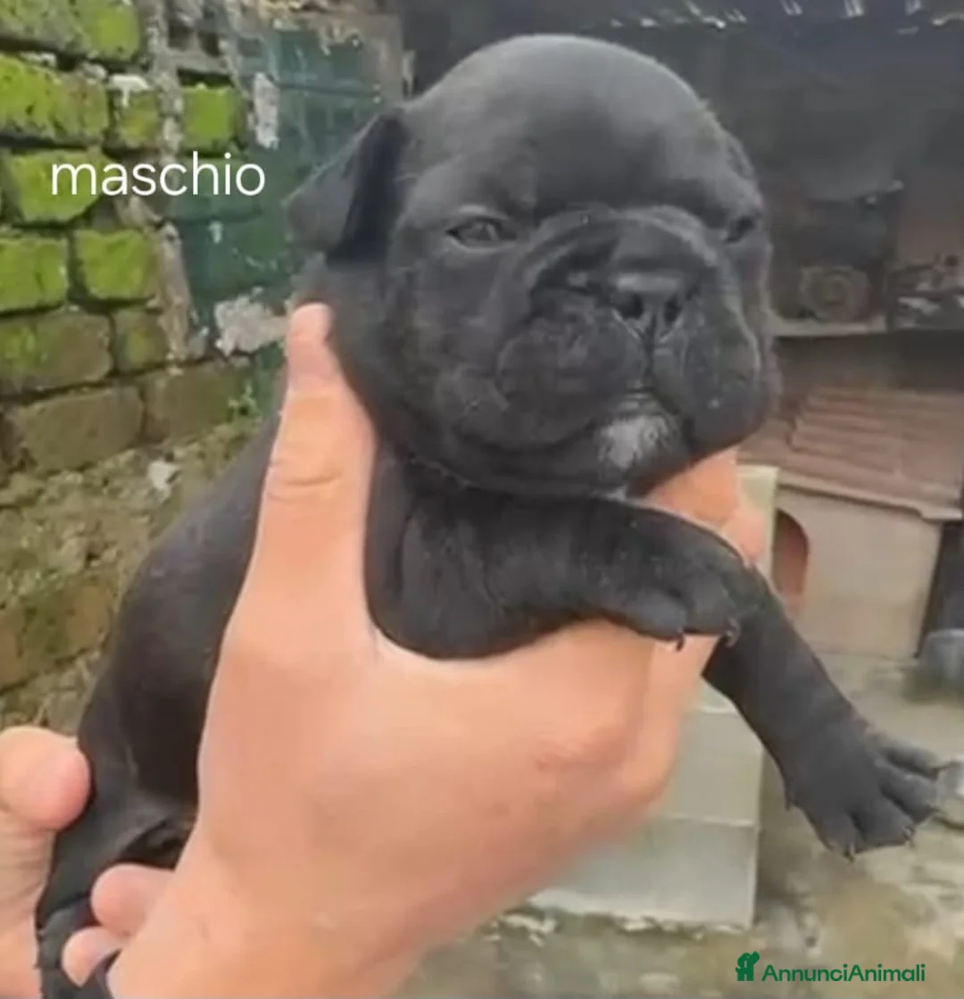 Bulldog Francese cani in vendita: Cuccioli bulldog francesi  - Annuncio 4