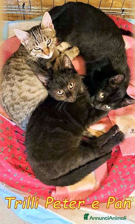 Europeo gatti 🐾✨ TRILLI, PETER e PAN ✨🐾 - Annuncio 2