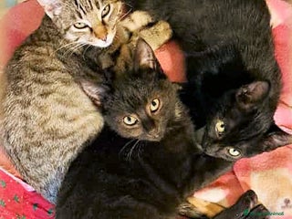 Europeo gatti 🐾✨ TRILLI, PETER e PAN ✨🐾 - Annuncio 2