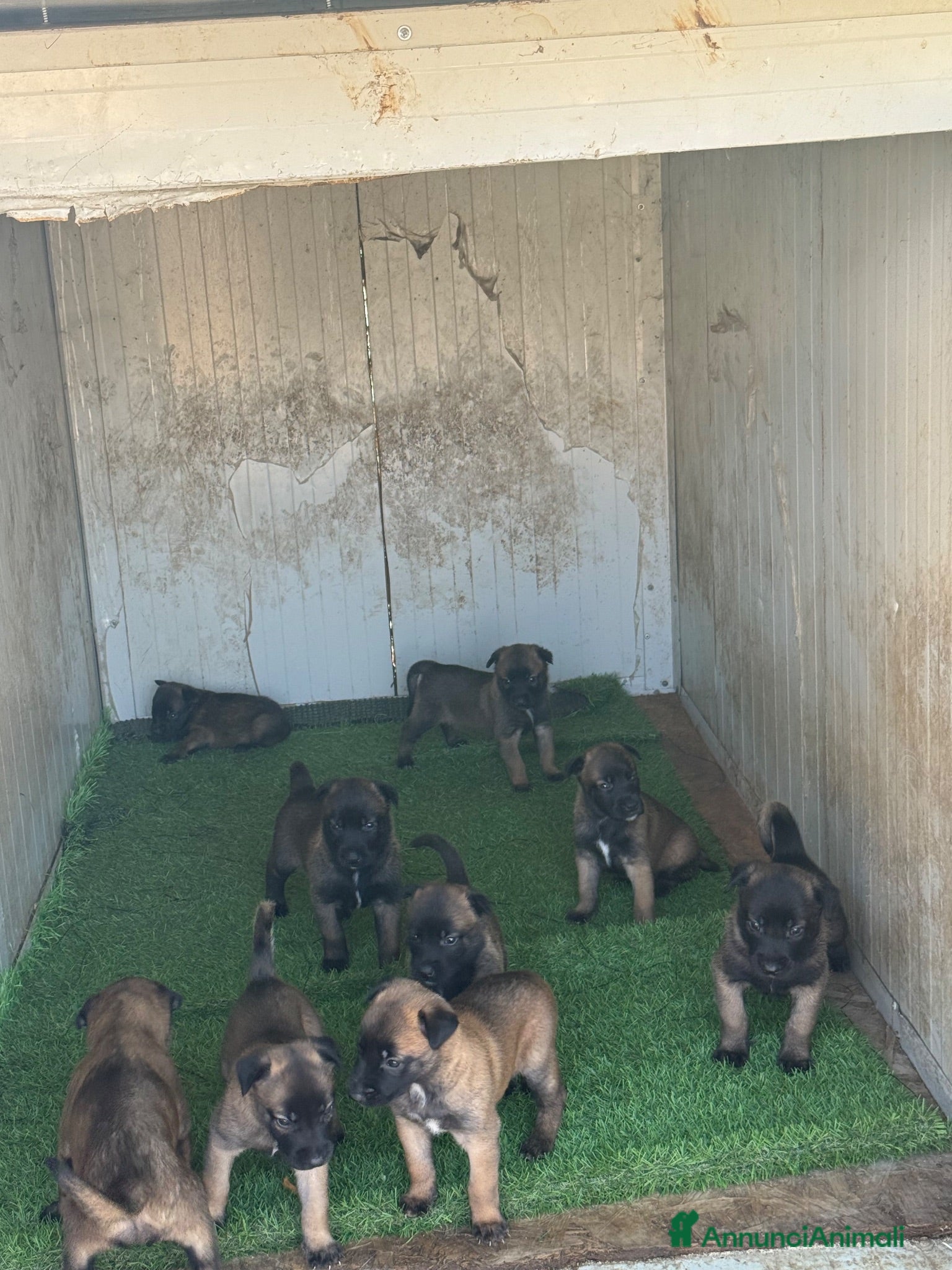 Beagle cani Pastore belga Malinois  - Annuncio 1