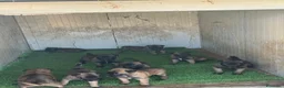 Beagle cani in vendita: Pastore belga Malinois  - Annuncio 1