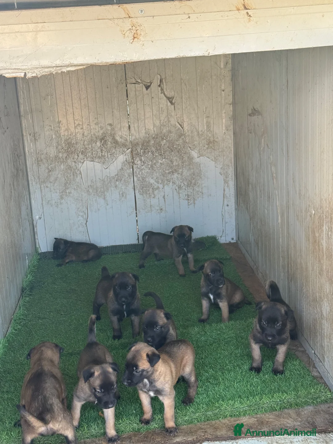 Beagle cani in vendita: Pastore belga Malinois  - Annuncio 1