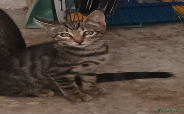 Altre razze gatti a Provincia di Latina - Annuncio 5
