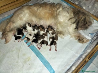 Shih Tzu cani Cuccioli di shitzu - Annuncio 22