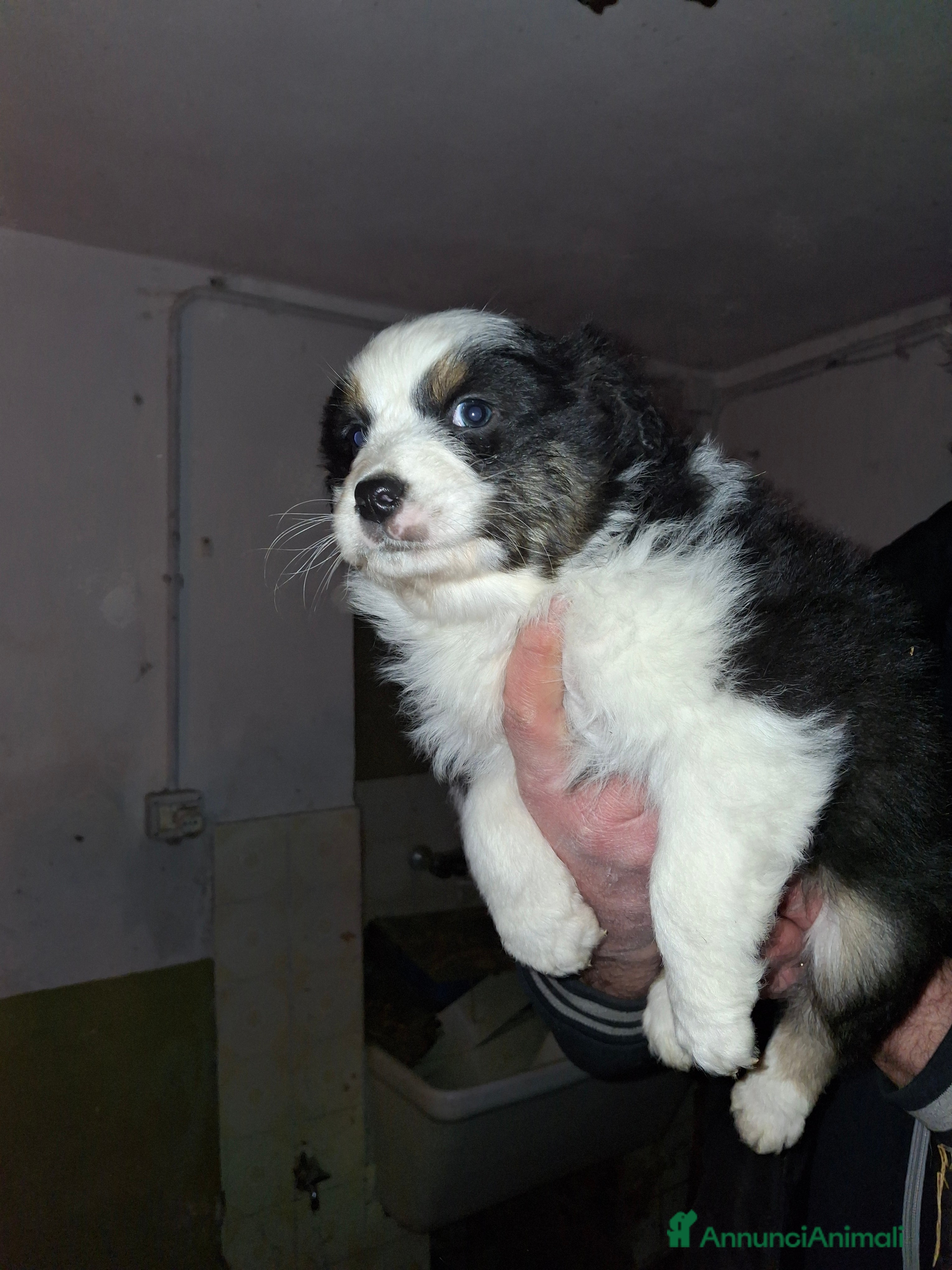 Australian Shepherd cani Cedesi cuccioli di australian shepard  - Annuncio 5