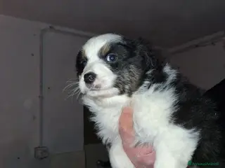 Australian Shepherd cani Cedesi cuccioli di australian shepard - Annuncio 5