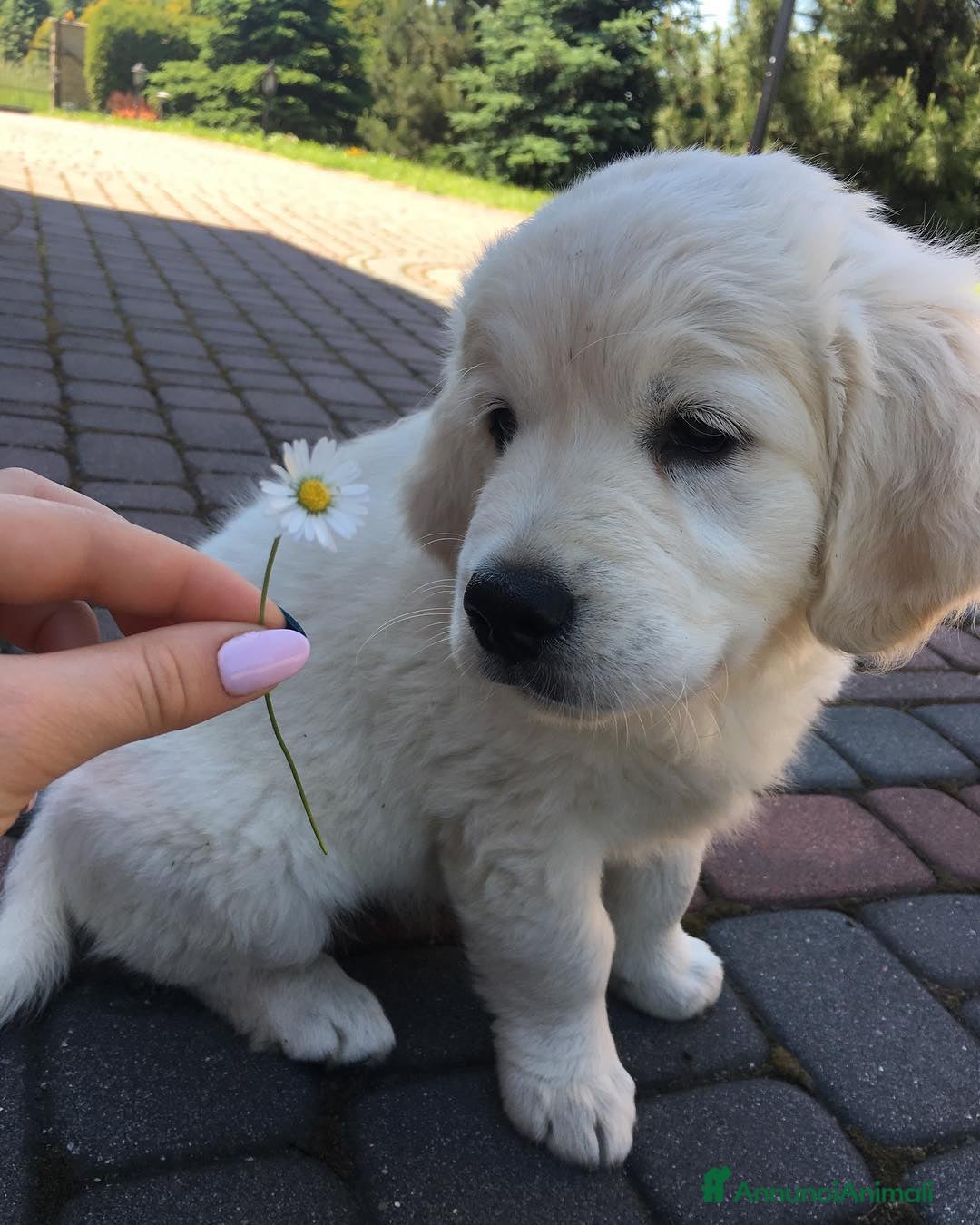 Golden Retriever cani in vendita: Cuccioli di Golden Retriever - Annuncio 4