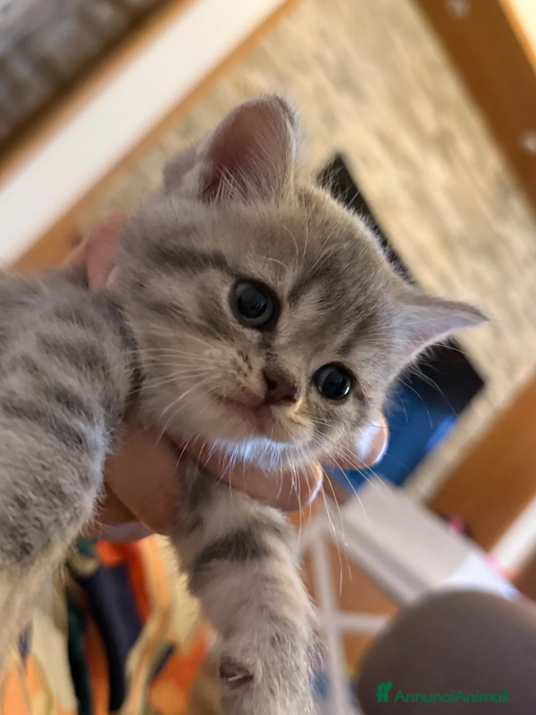 Scottish gatti in vendita: Gattina Scottish  - Annuncio 4